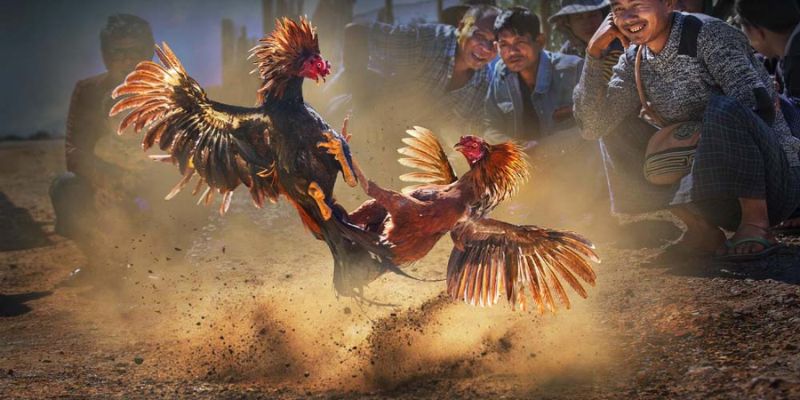 Đá Gà Thomo – Sân Chơi Đỉnh Cao Của Giới Đam Mê Đá Gà 4 Một số kinh nghiệm chơi đá gà Thomo hữu ích
